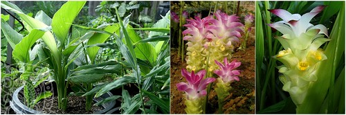 цветы и растение Куркума Лонга